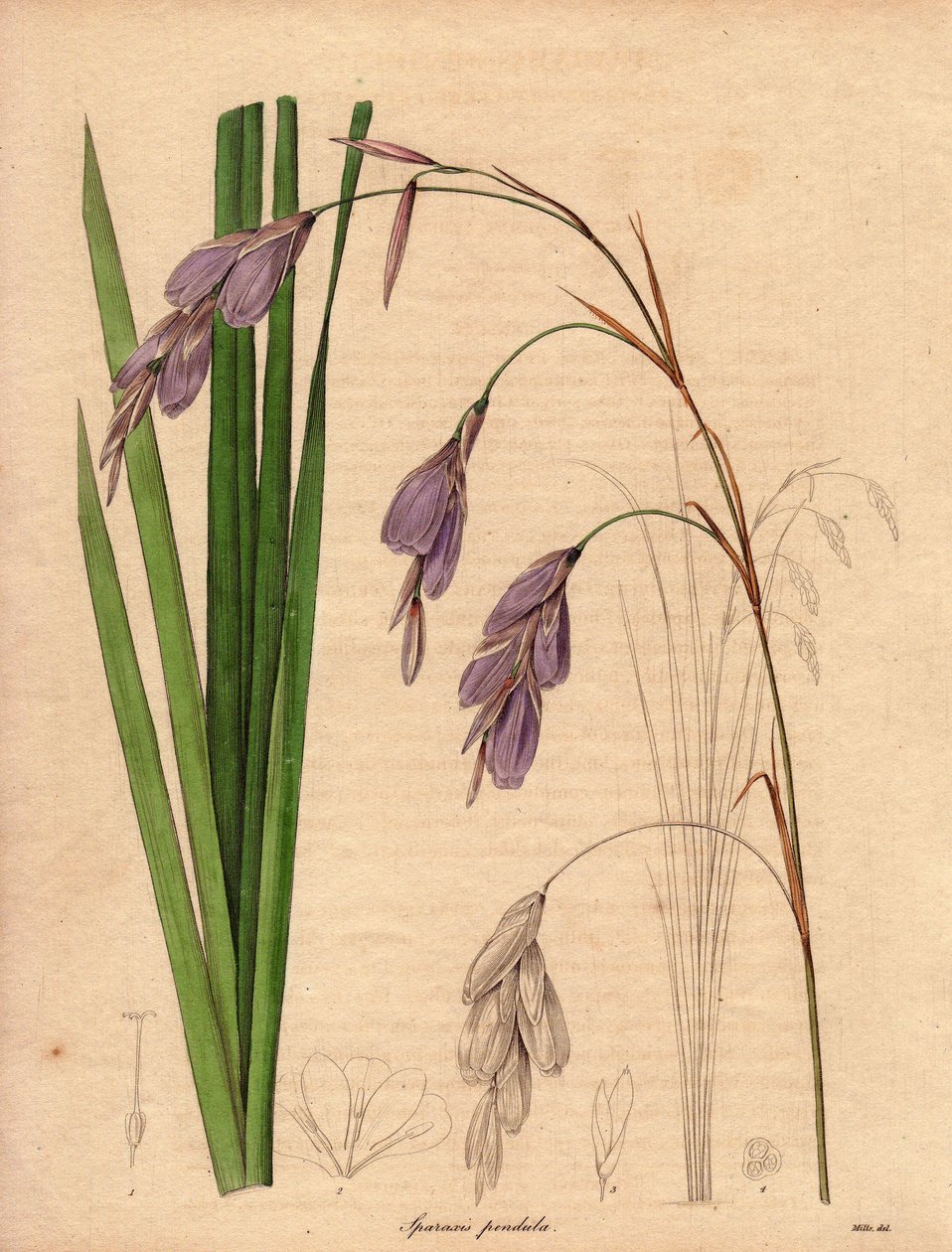 Az írisz (Sparaxis pendula) Dél-Afrikában őshonos, lila színű, lógó virágú változata, a Harlekin-virág.R. Mills (aktív 1836-1842) illusztrációja, a The Botanist című, Benjamin Maund által 1836 és 1842 között kiadott ötkötetes sorozatban. alkotó: Unbekannter Künstler