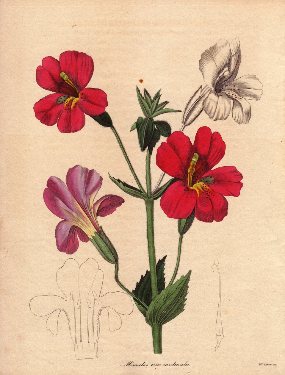 A mimulus változata (Mimulus roseo cardinalis). Hodson hibrid variáns, más néven majomvirág vagy pézsmavirág. Augusta Innes Withers (1793-1877) illusztrációja a Benjamin Maund által 1836 és 1842 között kiadott ötkötetes The Botanist című sorozatban. Ez a w alkotó: Unbekannter Künstler