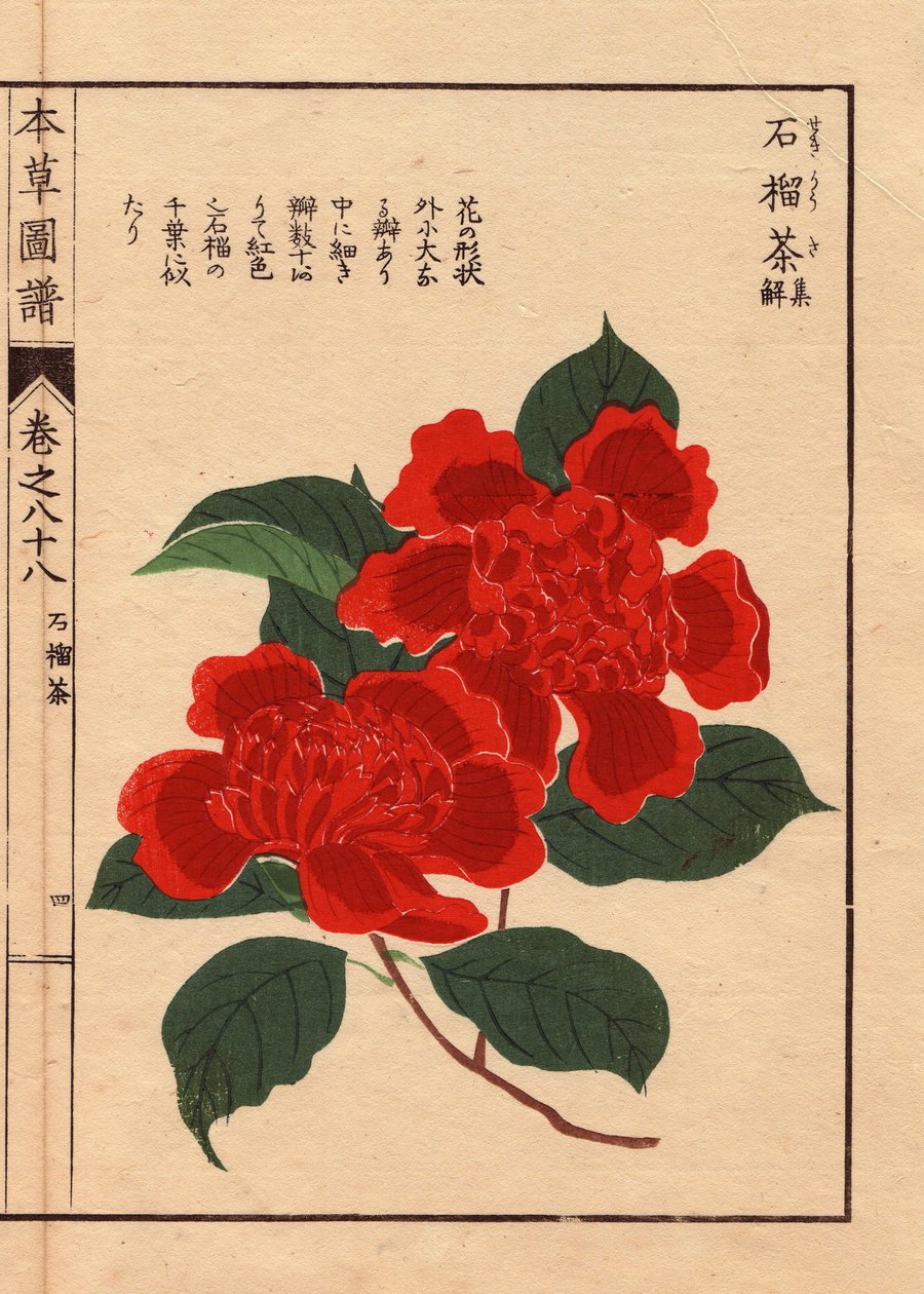 A japán kamélia (Thea japonica Nois) fajtái: Sekirousa, karéjos virágokkal. Eau forte en couleurs, Kanen Iwasaki (1786-1842) botanikus, entomológus és japán zoológus fametszete, amely a Honzo Zufu című, 1884-ben megjelent, a medicinához illusztrált útmutat alkotó: Unbekannter Künstler