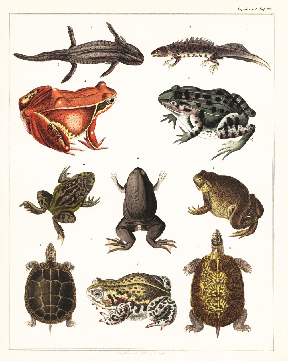 Kétéltűek, békák és teknősök fajtái.,1841 (kőnyomat) alkotó: Unbekannter Künstler