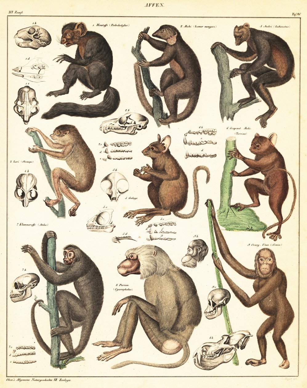 Varieties of apes. ,1841 (lithograph)   1409537   hu       hungarian Successfully Translated  Original: Landschaft bei Kalksburg Translat: Landschaft bei Kalksburg 1346424 hu hungarian Successfully Translated Original: Onthoofding van Johannes de Doper Tra alkotó: Unbekannter Künstler