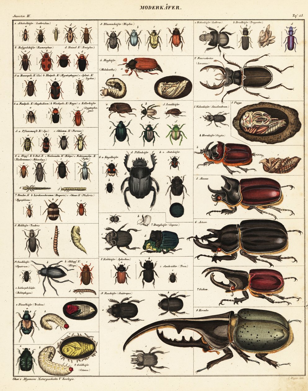 Varieties of beetles.,1841 (lithograph)   1400976   hu       hungarian Successfully Translated  Original: Switzerland: Crocuses near a mountain brook in the Upper Engadine (colour photo) Translat: Switzerland: Crocuses near a mountain brook in the Upper En alkotó: Unbekannter Künstler