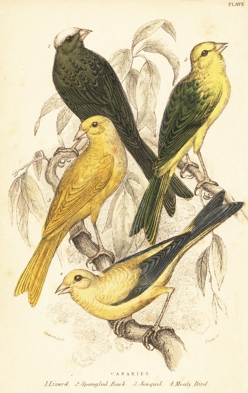 Kanárik fajtái, Serinus canaria domestica.1889 (metszet) alkotó: Unbekannter Künstler