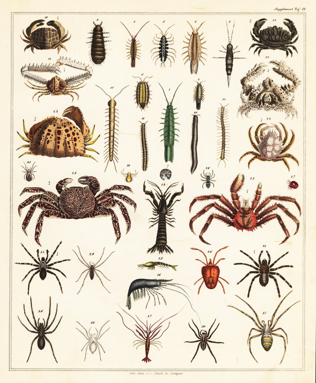 Rák- és pókok fajtái.,1841 (litográfia) alkotó: Unbekannter Künstler