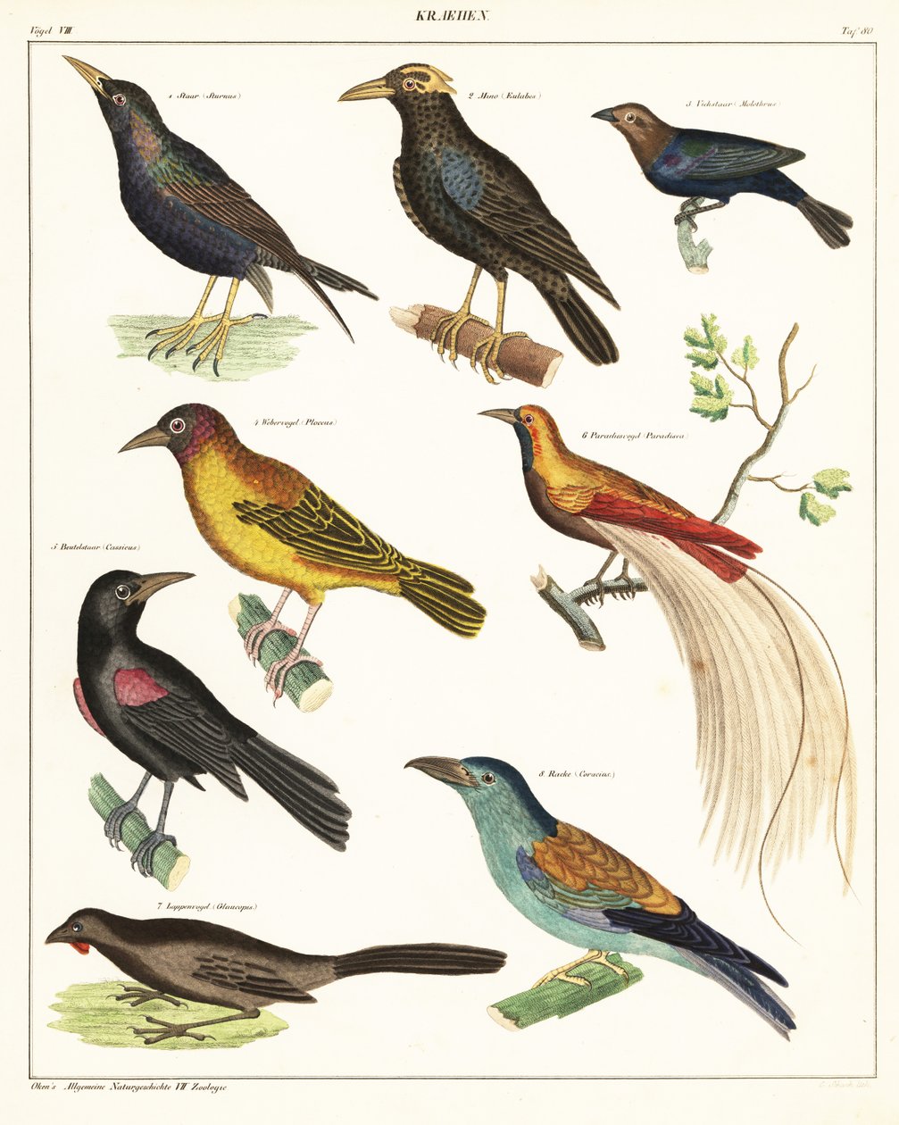 Egzotikus madarak fajtái. ,1841 (kőnyomat) alkotó: Unbekannter Künstler