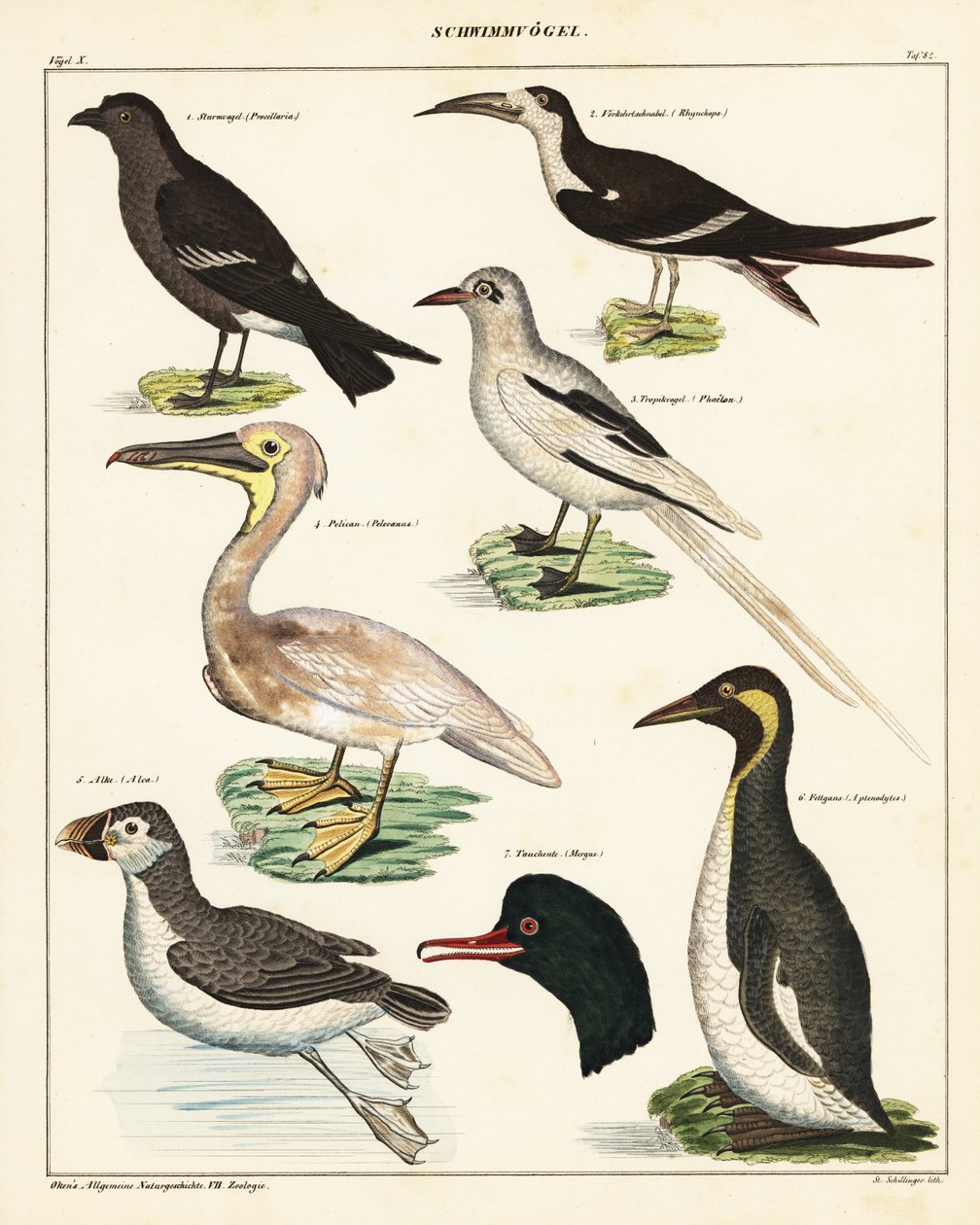 Tengeri madarak fajtái. ,1841 (kőnyomat) alkotó: Unbekannter Künstler