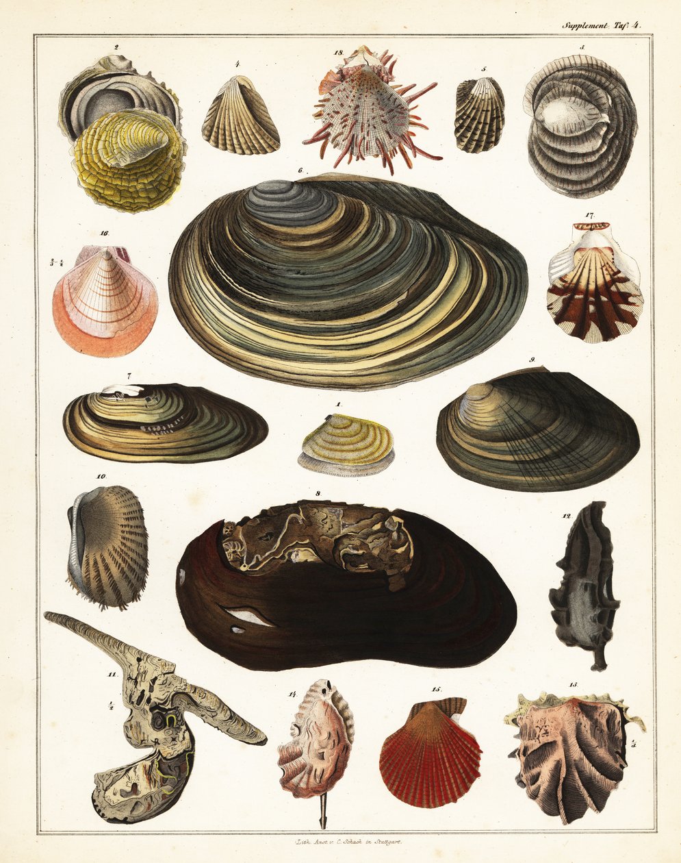 Kagylófajták, puhatestűek.,1841 (kőnyomat) alkotó: Unbekannter Künstler