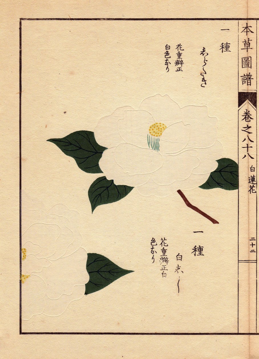 Japánból származó kaméliafajta (Thea japonica Nois): Shirataki és Shiroshishi, fehér virágokkal. Eau forte en couleurs, Kanen Iwasaki (1786-1842) botanikus, entomológus és japán zoológus fametszete, amely a Honzo Zufu című, 1884-ben megjelent képes útmutat alkotó: Unbekannter Künstler