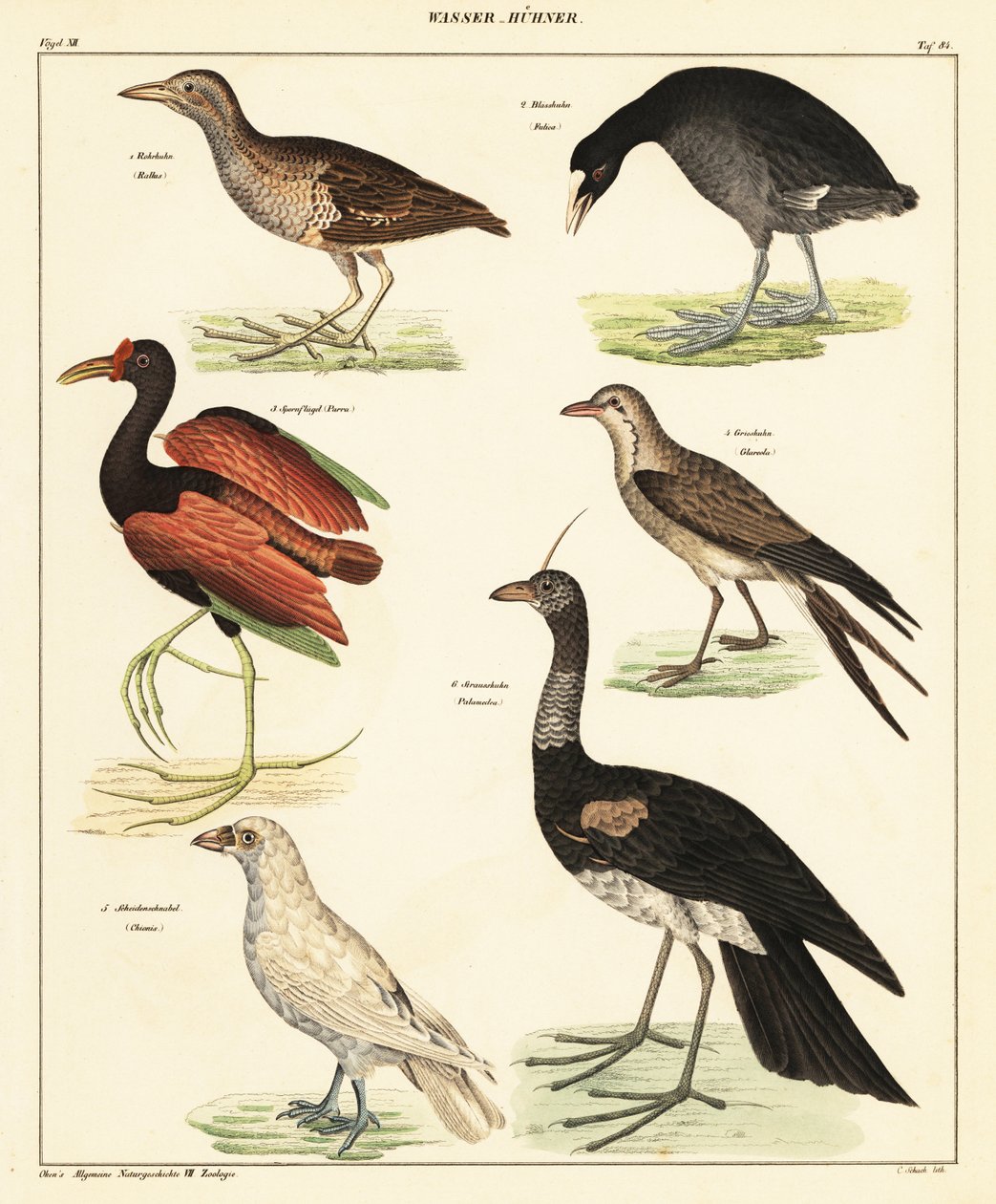 Változatos vízimadarak. ,1841 (kőnyomat) alkotó: Unbekannter Künstler