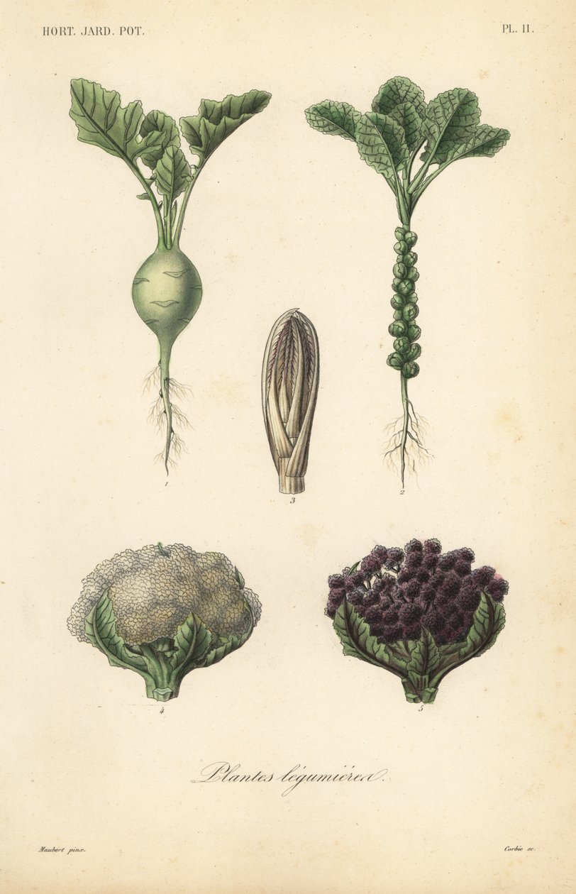 Zöldségek, Plantes legumieres alkotó: Unbekannt