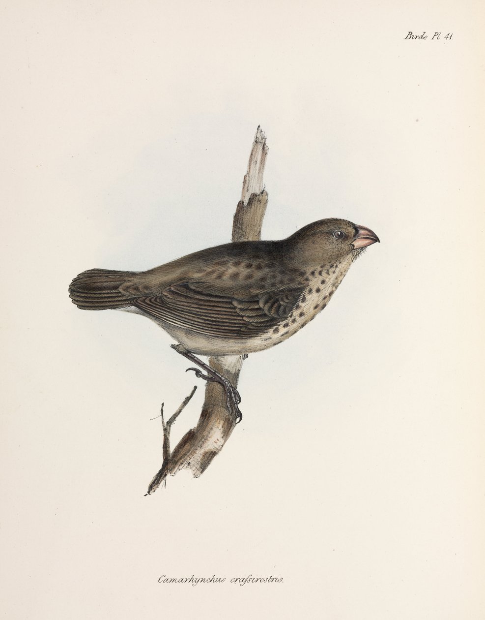 Vegetáriánus pinty, Galápagos-szigetek, 1832-1836 alkotó: Unbekannt