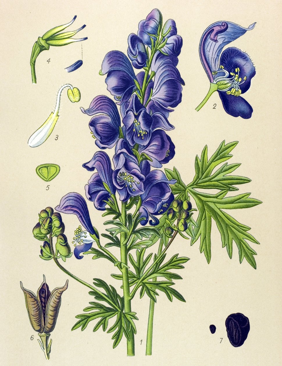 Venenos (mérgező) és gyógynövény: Aconit napel (Aconitum napellus) alkotó: Unbekannter Künstler
