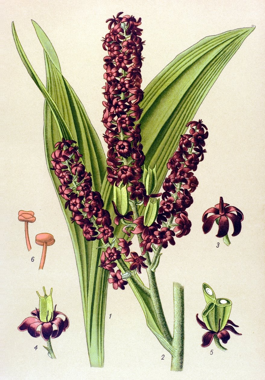 Mérgező növény (mérgező): fekete veratre (Veratrum nigrum) alkotó: Unbekannter Künstler