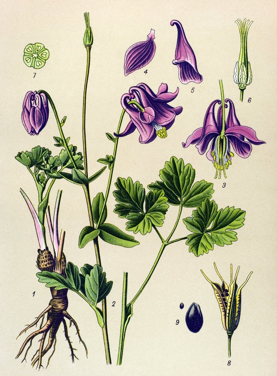 Venenos növény (mérgező): Közönséges ankólia (Aquilegia vulgaris) alkotó: Unbekannter Künstler
