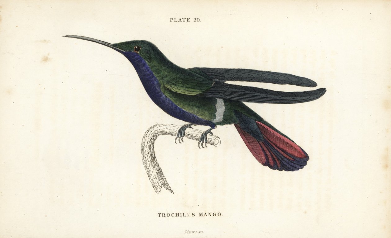 Veraguai mangó, Anthracothorax veraguensis (Mangó kolibri, Trochilus mango). William Lizars kézzel színezett acélmetszete Sir William Jardine természettudós könyvtárából: Ornithology: Hummingbirds Volume 2, Edinburgh, W.H. Lizars alkotó: Unbekannter Künstler