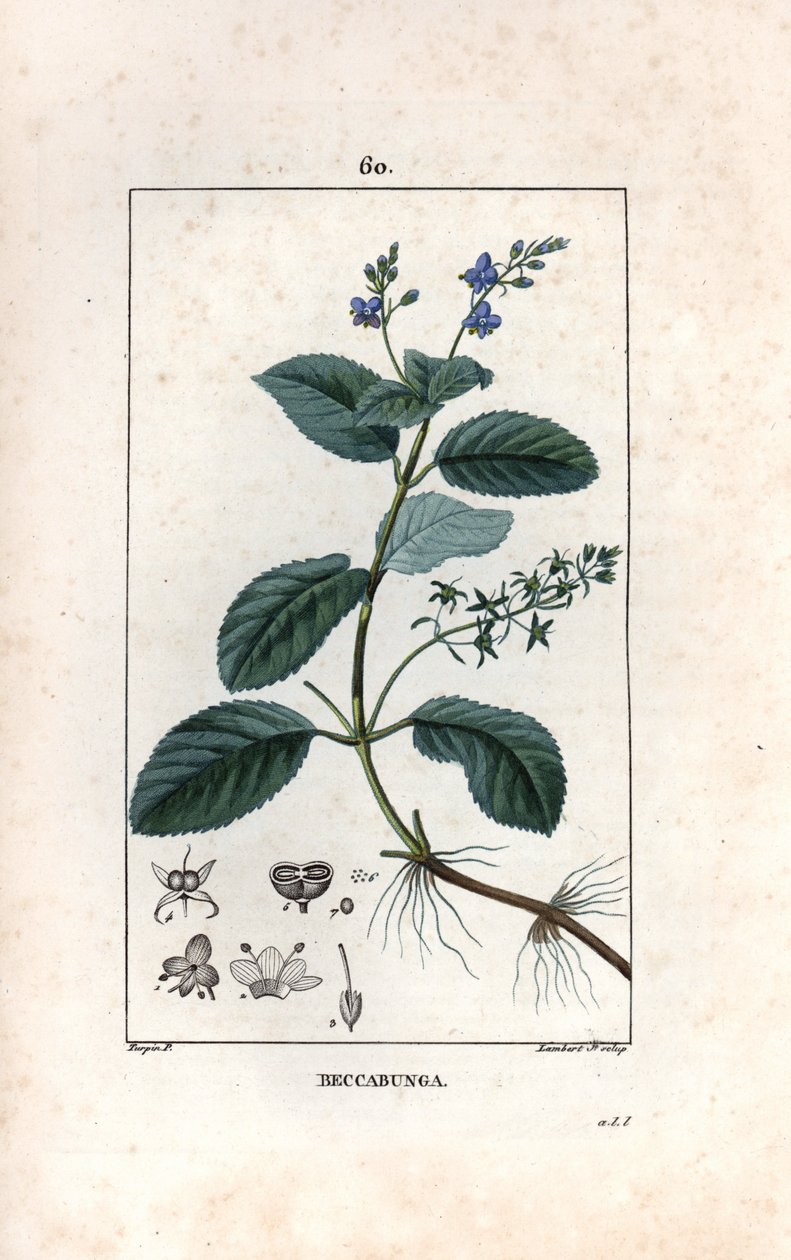 Veronique des ruisseaux ou cress de cheval or salad de chouette - Lambert fils metszete, Pierre Jean Francois Turpin (1775-1840) rajzáról, a La flore medicale, de Chaumeton, Poiret et Chamberet, Paris 1830-ból - Brooklime or European Spe alkotó: Unbekannter Künstler