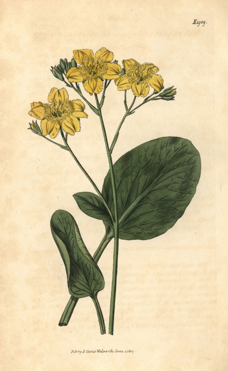 Villardie - Villarsia ovata (Ovális levelű kápiabab, Menyanthes ovata). Kézzel színezett botanikai metszet John Sims Curtis