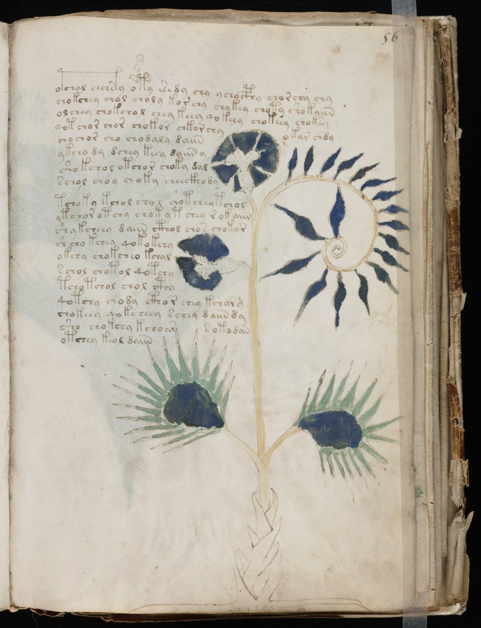 Voynich kéziratos fólió 56r, 1500 körül (tinta pergamenre) alkotó: Unbekannt