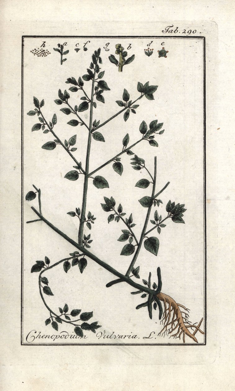 Vulvar (Chenopodium vulvaria). Litográfia Johannes Zorn (1739-1799), Hollandia, "Az Artseny-Gewassen képe" című művéből. alkotó: Unbekannter Künstler