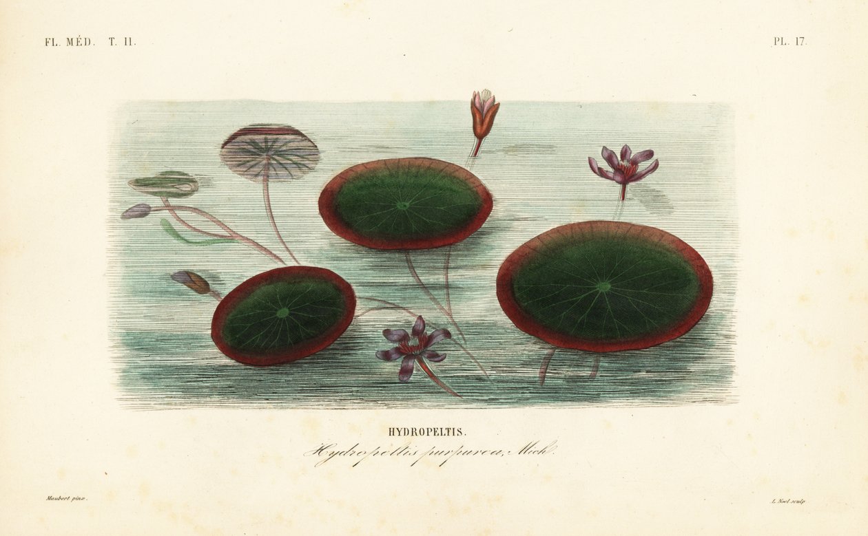 Vízpajzs, Brasenia schreberi, Hydropeltis purpurea, Hydropeltis alkotó: Unbekannt
