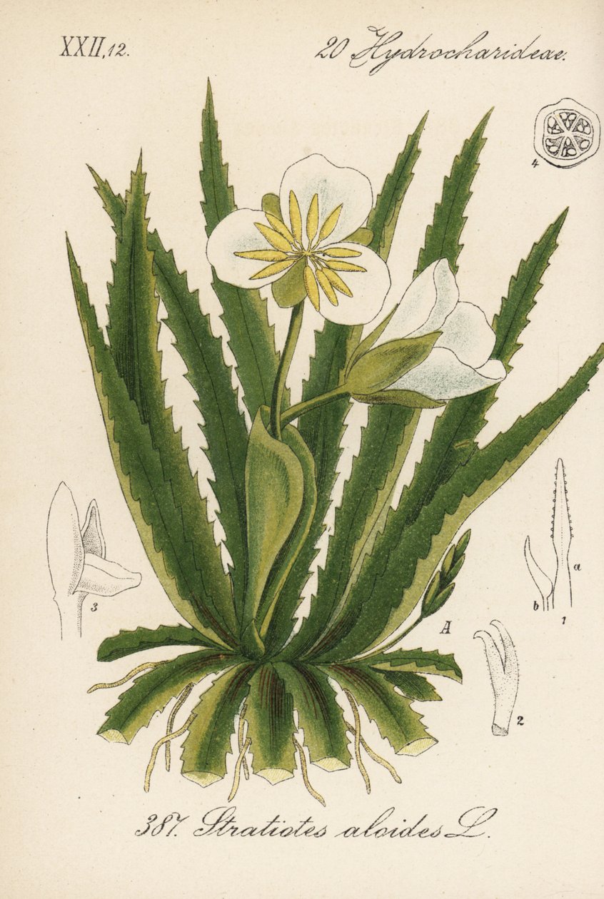 Vízi aloe - vízi katona, Stratiotes aloides. Kézzel színezett litográfia Diederich von Schlechtendal Német flóra (Flora von Deutschland) című művéből, Jena. alkotó: Unbekannter Künstler