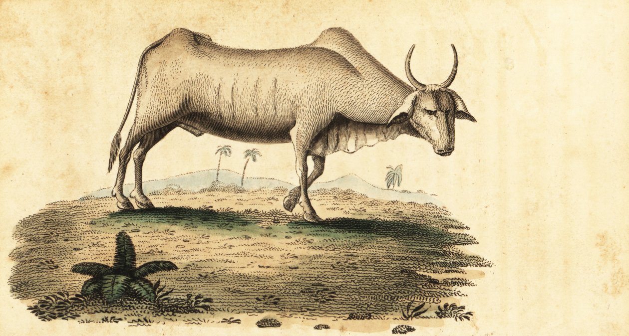 Vízibivaly, Bubalus bubalus.,1800 (metszet) alkotó: Unbekannter Künstler
