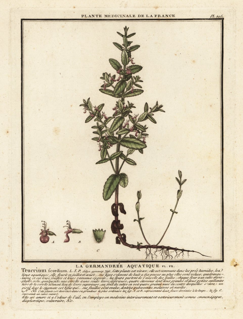 Vízi germander, Teucrium scordium. alkotó: Unbekannter Künstler