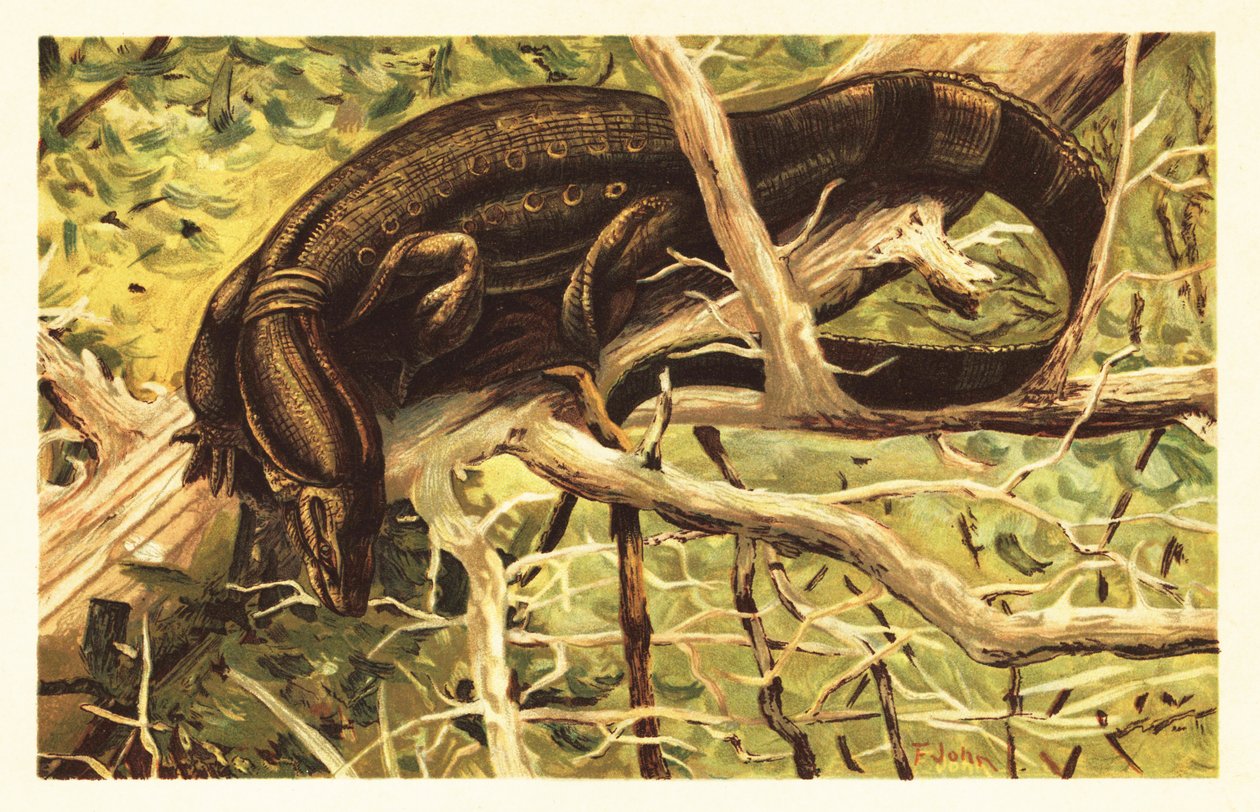 Vízfigyelő gyík, Varanus salvator. 1908 (litográfia) alkotó: Unbekannter Künstler