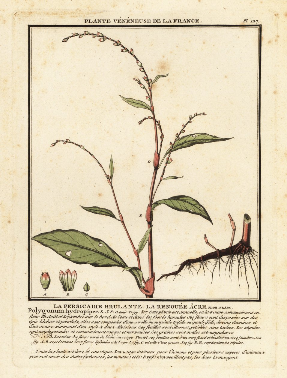 Vízipaprika, Persicaria hydropiper. alkotó: Unbekannter Künstler