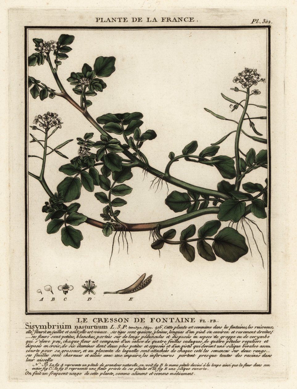 Vízitorma, Nasturtium officinale. alkotó: Unbekannter Künstler