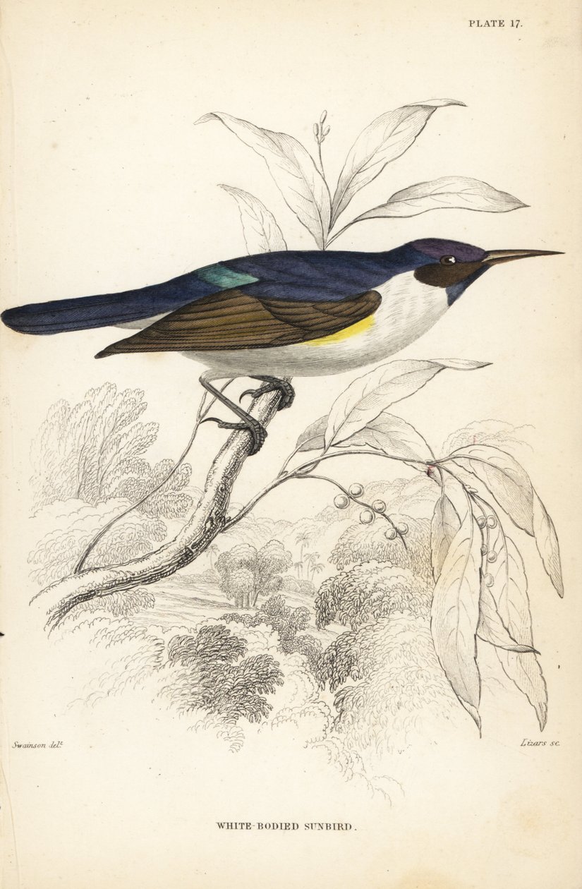 Nyugati bíborhátú napraforgó, Anthreptes longuemarei (Fehér testű napraforgó, Anthreptes leucosoma). William Lizars kézzel színezett acélmetszete William Swainson után Sir William Jardine Naturalist