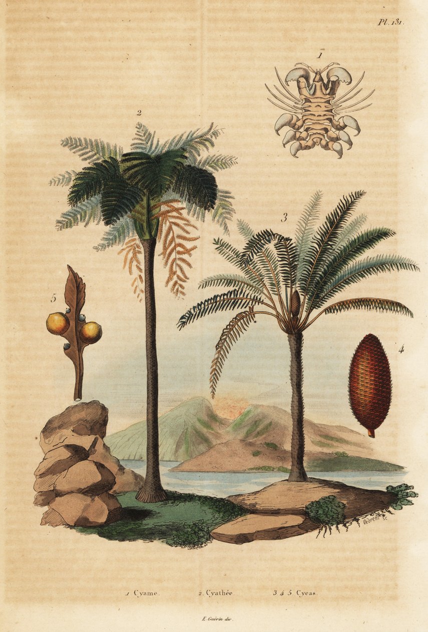 Bálnatetű, Cyamus ovalis 1, nyugat-indiai páfrány, Cyathea arborea 2 és japán szágópálma, Cycas revoluta 3-5 alkotó: Unbekannt