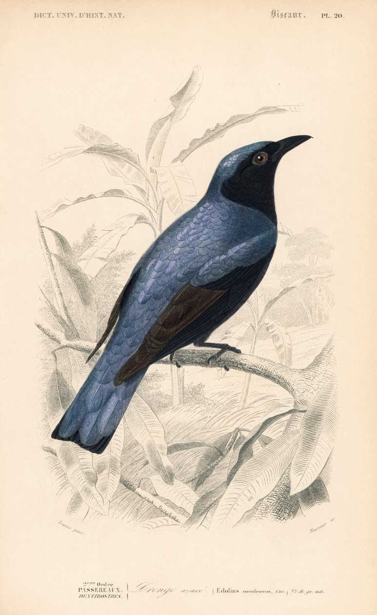 Fehérhasú drongó, Dicrurus caerulescens. Fournier kézi színezésű metszete Edouard Travies illusztrációja után Charles d