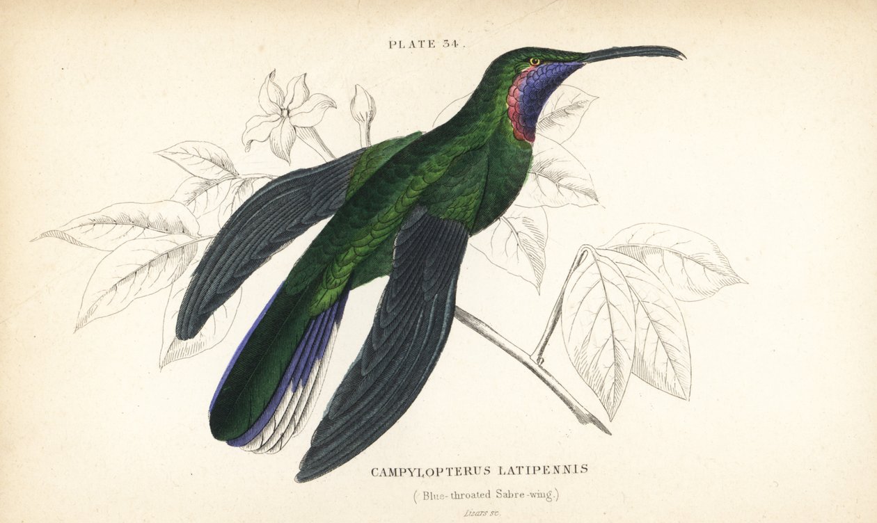 Fehérfarkú szabolydarázs, Campylopterus ensipennis (kéktorkú szabolydarázs, Trochilus latipennis). William Lizars kézzel színezett acélmetszete Sir William Jardine természettudós könyvtárából: Ornithology: Hummingbirds, Edinburgh, W.H. Lizars alkotó: Unbekannter Künstler