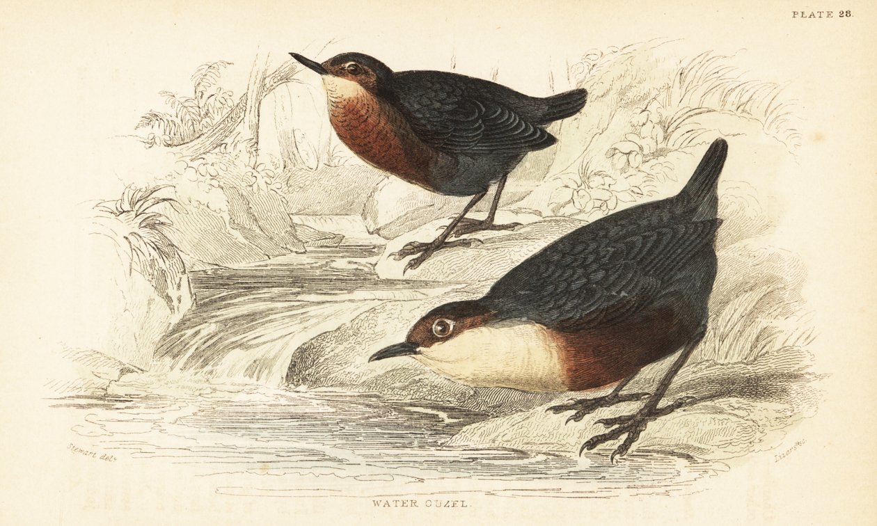 Fehértorkú kancsal vagy vízi ouzel, Cinclus cinclus.1889 (metszet) alkotó: Unbekannter Künstler