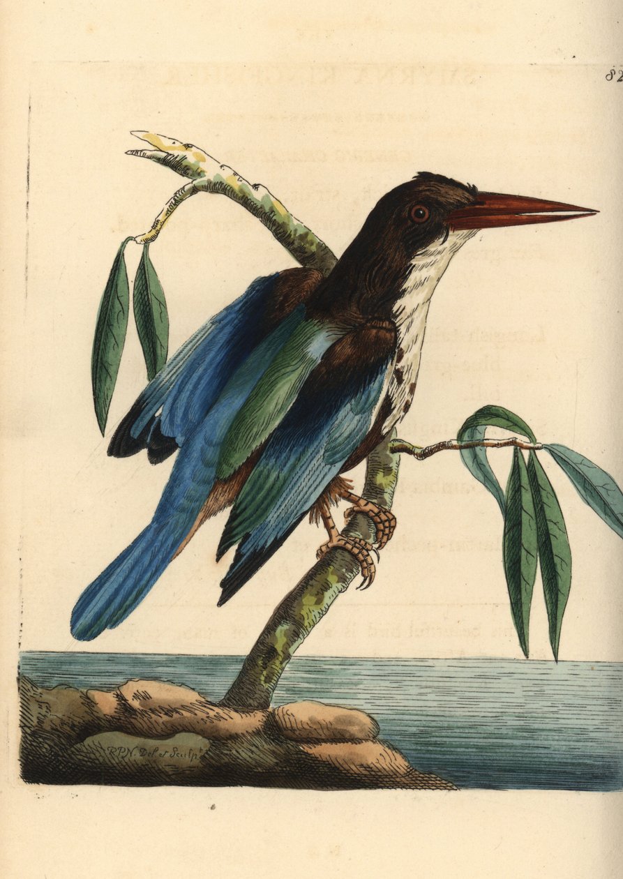 Fehér-torkú jégmadár, Halcyon smyrnensis (szmirnai jégmadár, Alcedo smyrnensis). Az illusztrációt Richard Polydore Nodder rajzolta és metszette. Kézzel színezett rézmetszet George Shaw és Frederick Nodder The Naturalist