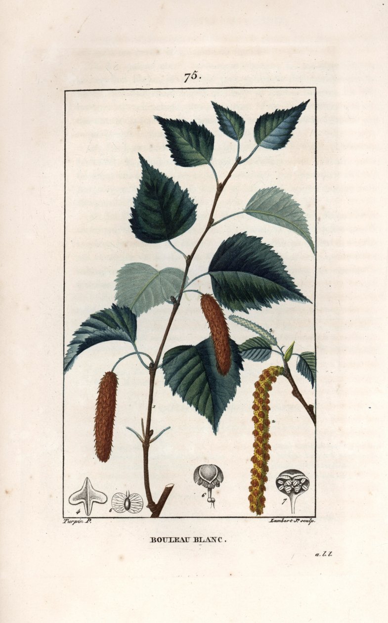 Fehér nyírfa vagy szemölcsös nyírfa - Lambert fils metszete, Pierre Jean Francois Turpin (1775-1840) rajza után, a La flore medicale, de Chaumeton, Poiret et Chamberet, Paris 1830-ból - Ezüstnyírfa, Betula pendula, levéllel, katicával és maggal - Eng. alkotó: Unbekannter Künstler