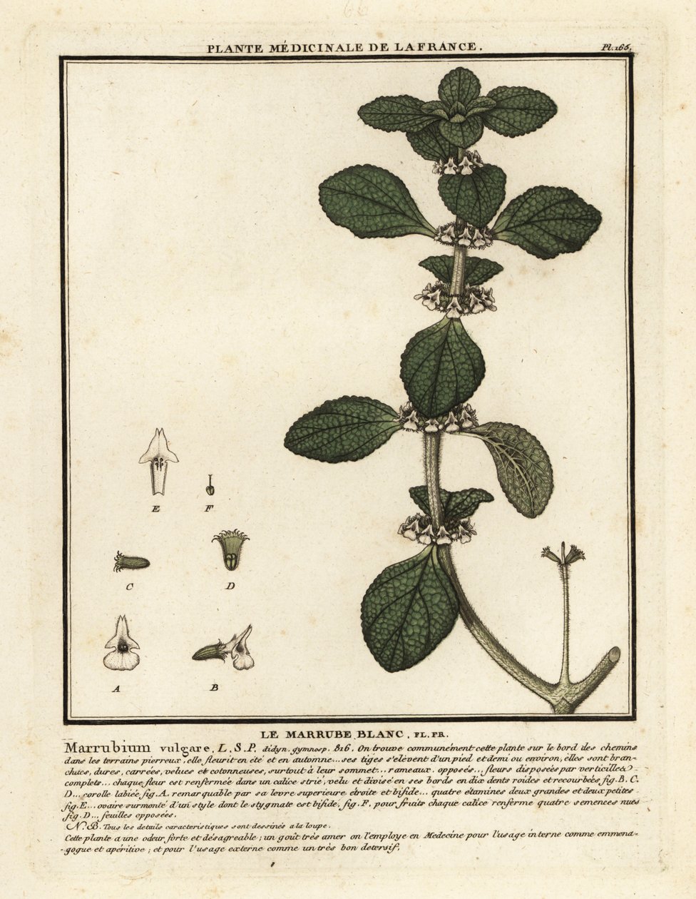 Fehér horehound, Marrubium vulgare. alkotó: Unbekannter Künstler