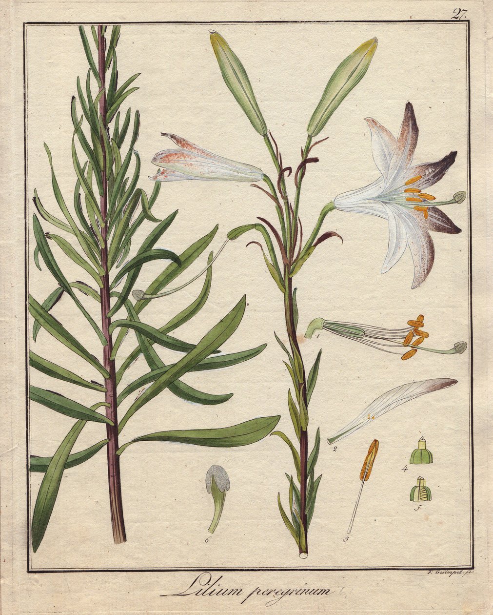 Fehér liliom. Színes rézmetszet, a Botanique Medicinale-ban (kiadó: Berlin, Németország). alkotó: Unbekannter Künstler