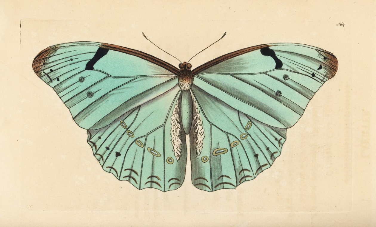 Fehér morpho, Morpho laertes alkotó: Unbekannt