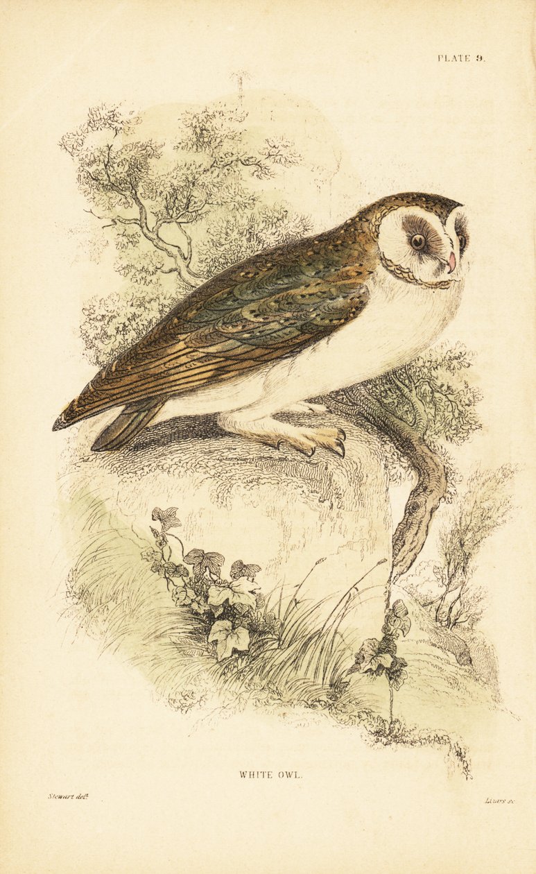 Fehér bagoly vagy gyöngybagoly, Tyto alba, sziklán ülve. 1889 (metszet) alkotó: Unbekannter Künstler