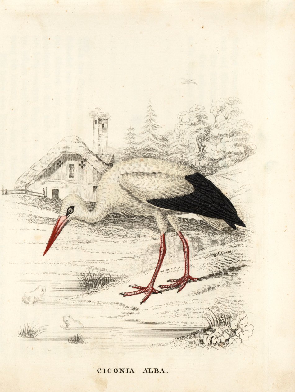 Fehér gólya, Ciconia ciconia (Ciconia alba). Kézzel színezett acélmetszet Georg Friedrich Treitschke Természettudományi Galériájából, Naturhistorischer Bildersaal des Thierreiches, Liepzig. alkotó: Unbekannter Künstler