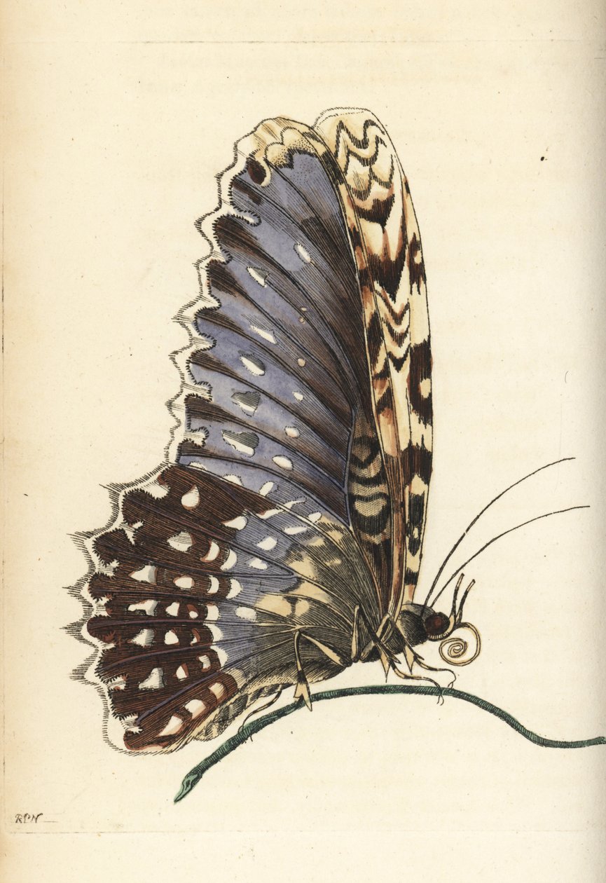 Fehér boszorkánymoly, Thysania agrippina (Agrippina lepke, Phalaena agrippina). Illusztráció rajzolta és metszette Richard Polydore Nodder Maria Sibylla Merian után. Kézzel színezett rézmetszet George Shaw és Frederick Nodder The Naturalist című művéből. alkotó: Unbekannter Künstler