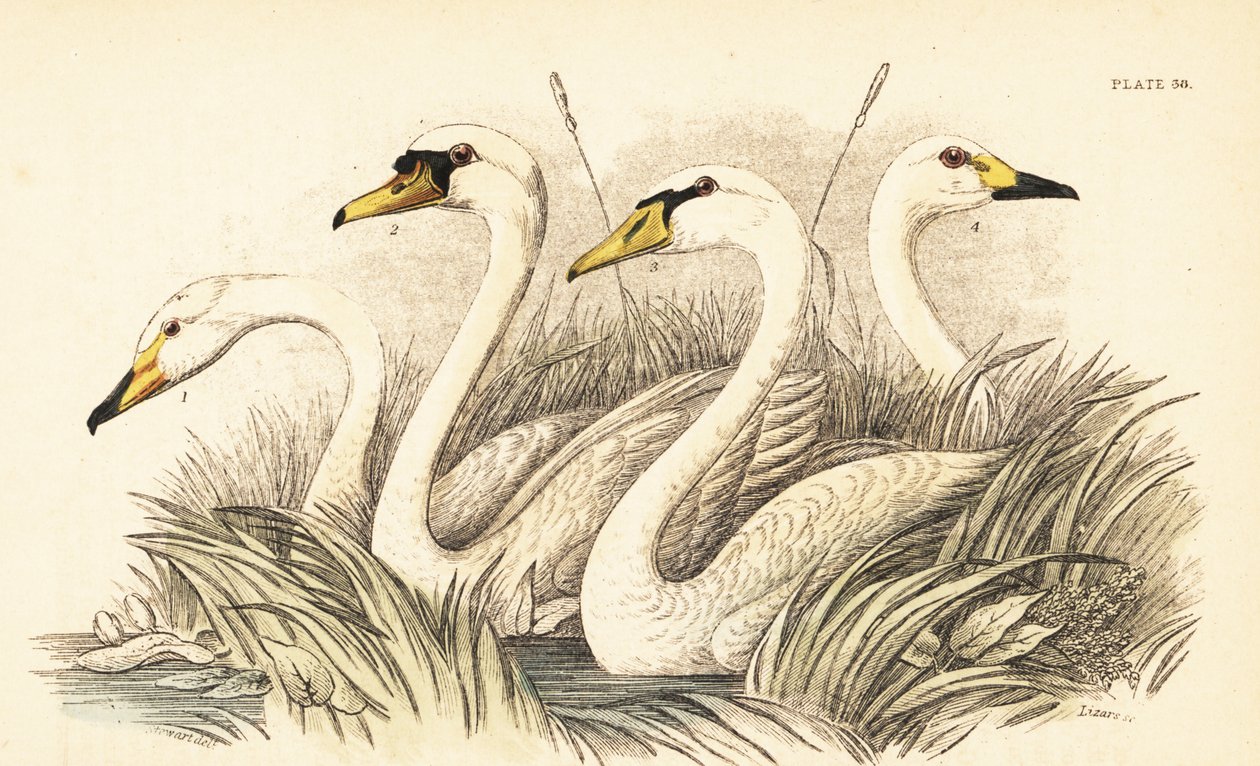 Gúnyos hattyú, bütykös hattyú, Bewick hattyúja. 1889 (metszet) alkotó: Unbekannter Künstler