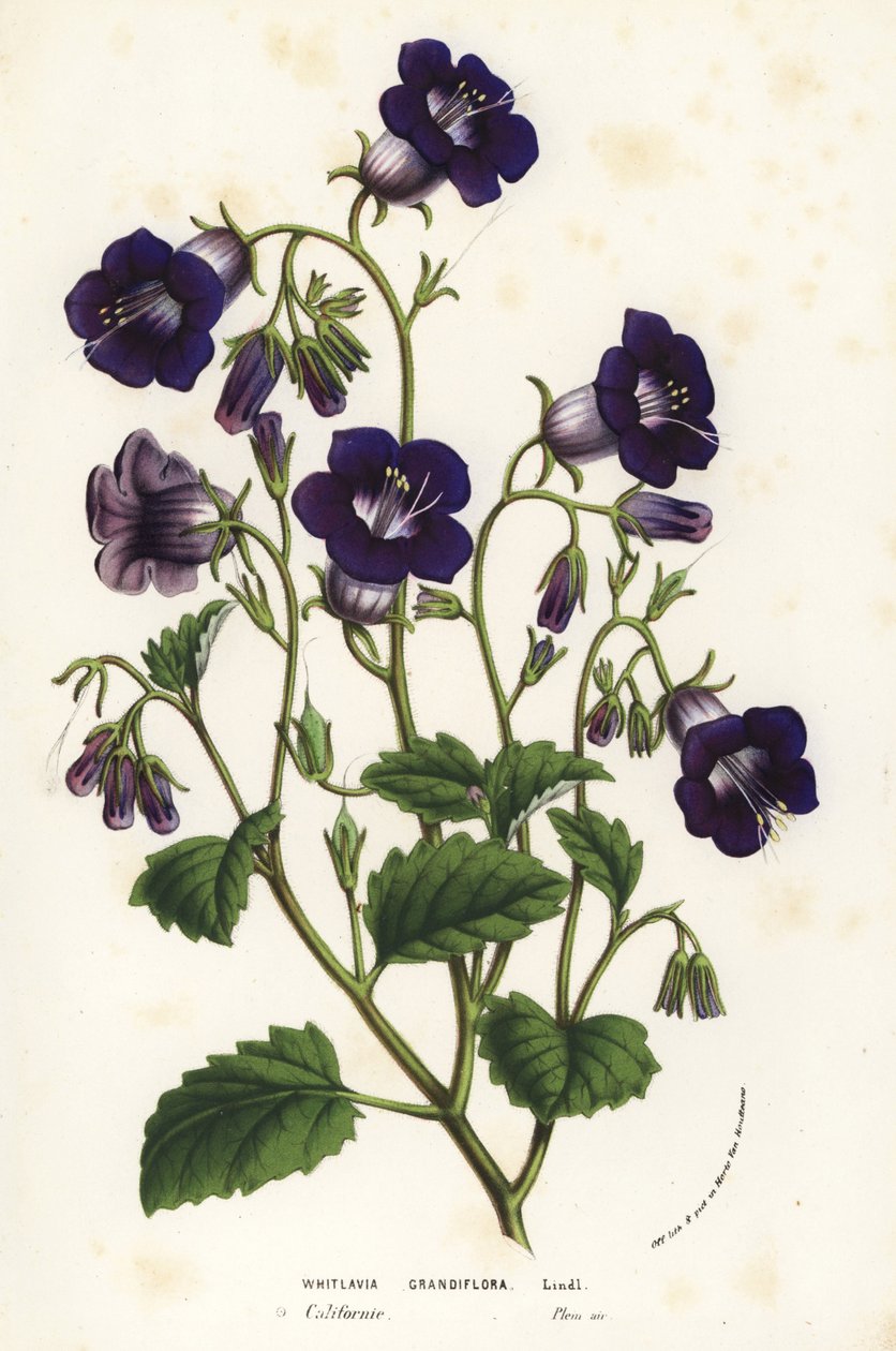 Vad Canterbury harangvirág, Phacelia minor (Whitlavia grandiflora). Kézzel színezett litográfia Louis van Houtte és Charles Lemaire: Flowers of the Gardens and Hothouses of Europe, Flore des Serres et des Jardins de l