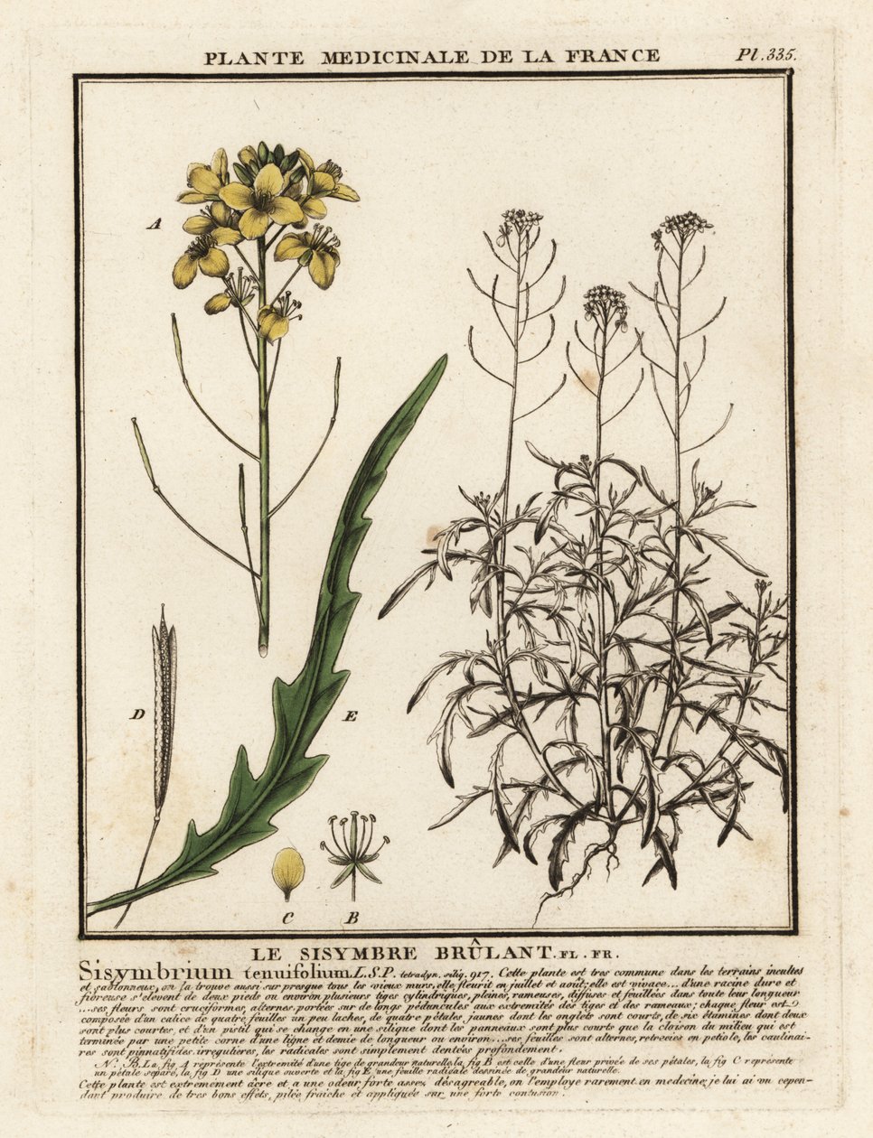 Vad rakéta, Diplotaxis tenuifolia. alkotó: Unbekannter Künstler