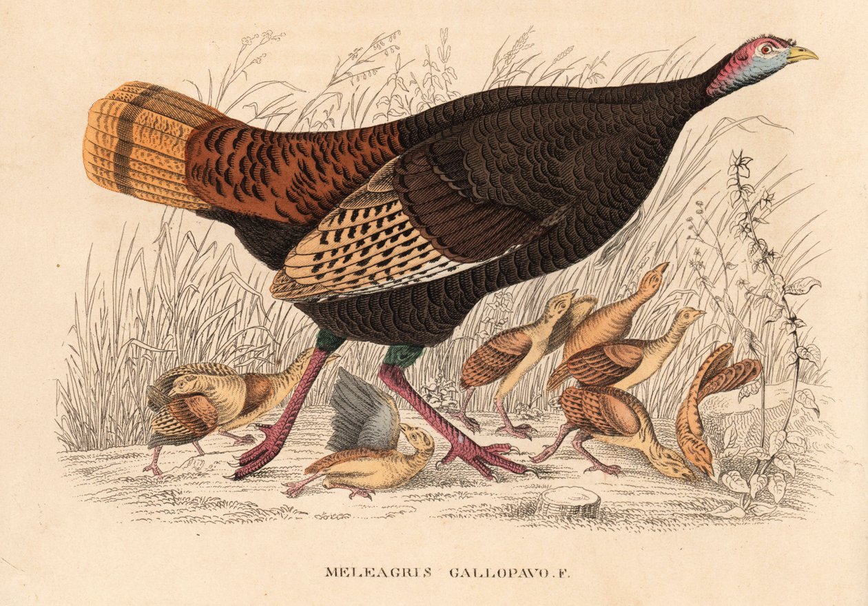 Vadpulyka, Meleagris gallopavo, tyúk fiókákkal. Kézzel színezett litográfia Georg Friedrich Treitschke Természettudományi Galériájából, Naturhistorischer Bildersaal des Thierreiches, Liepzig. alkotó: Unbekannter Künstler