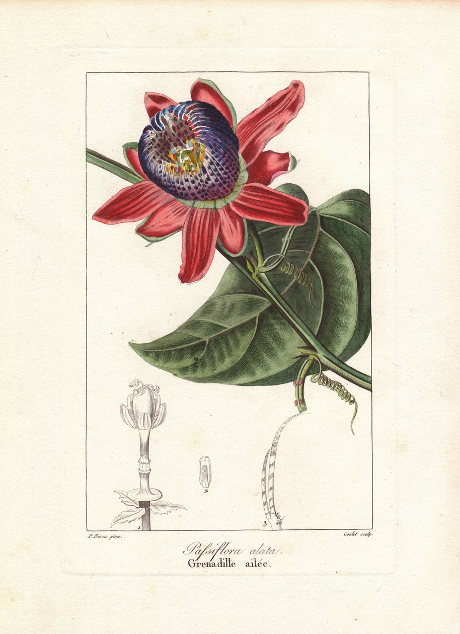 Szárnyas szárú passióvirág, Passiflora alata, Brazíliában őshonos. Goulet kézzel színezett rézmetszete Pancrace Bessa botanikai illusztrációjáról, Mordant de Launay "Herbier General de l