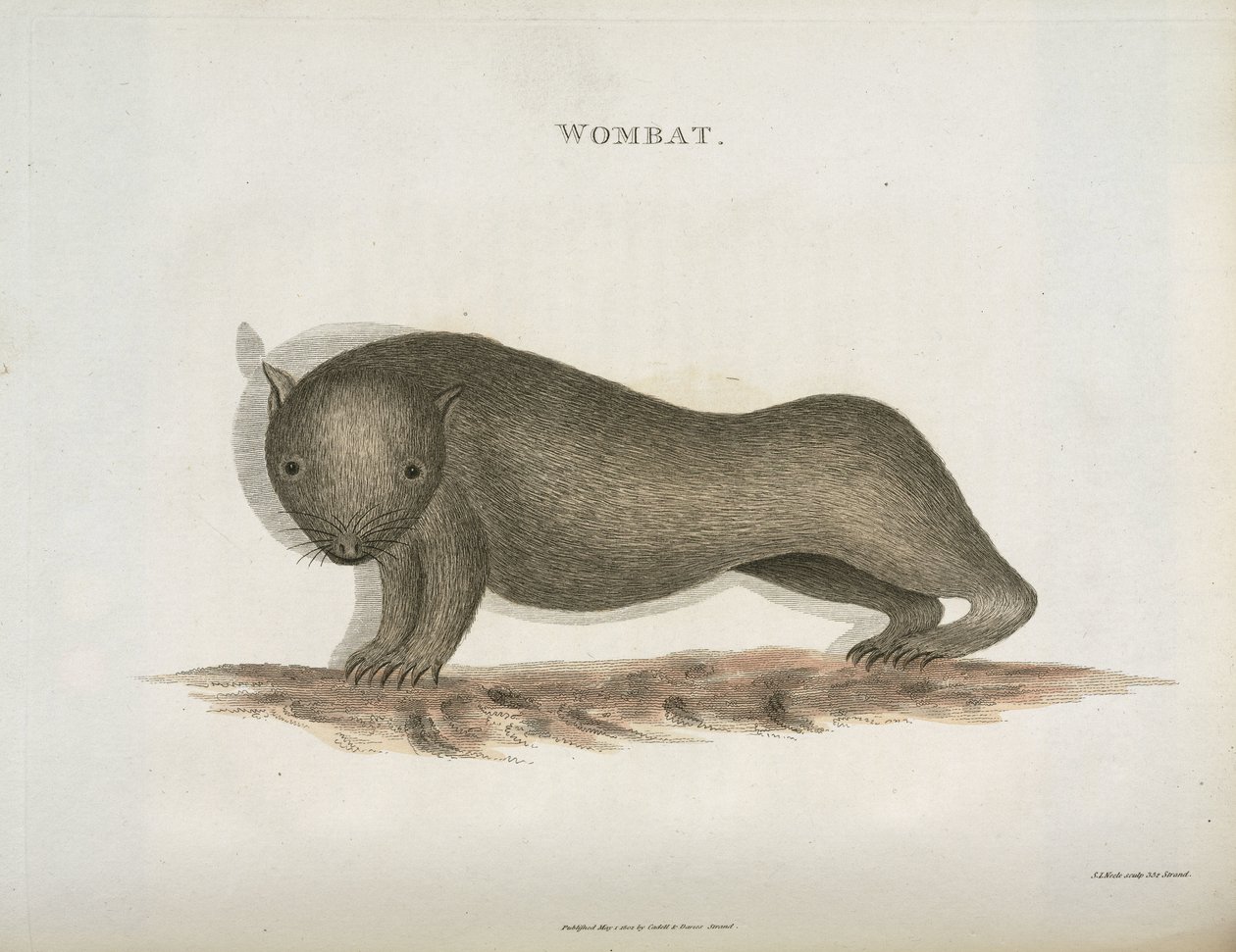 Wombat, Ausztrália, 1798 alkotó: Unbekannt