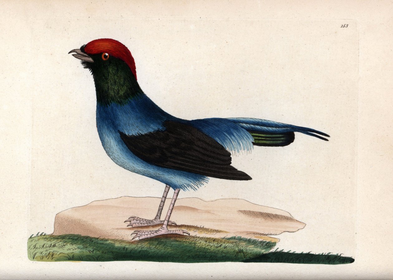 Csodálatos manakin (Chiroxiphia linearis). Aláírás nélküli illusztráció (George Shaw és Frederick nodder). Litográfia a The Naturalist